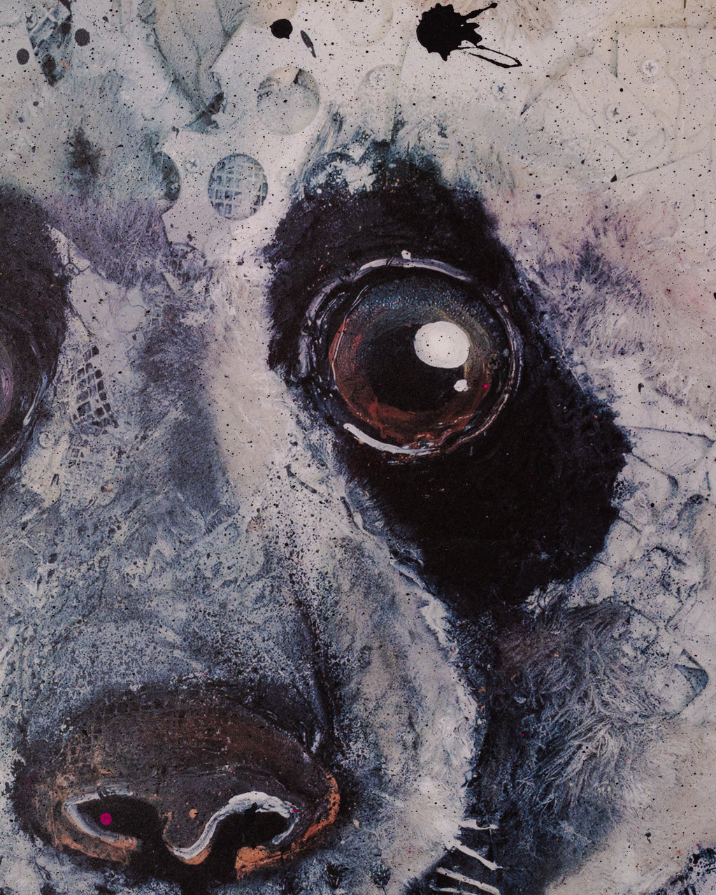 Panda Special Edition