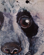 Panda Special Edition